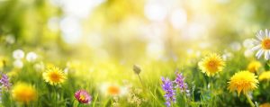 springtime-wildflowers-in-the-sunshine