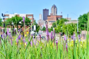 spring-flowers-with-city-view-in-the-background